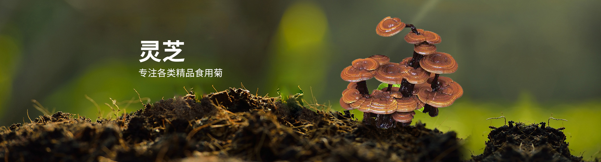 長(zhǎng)沙而立生物科技有限公司	